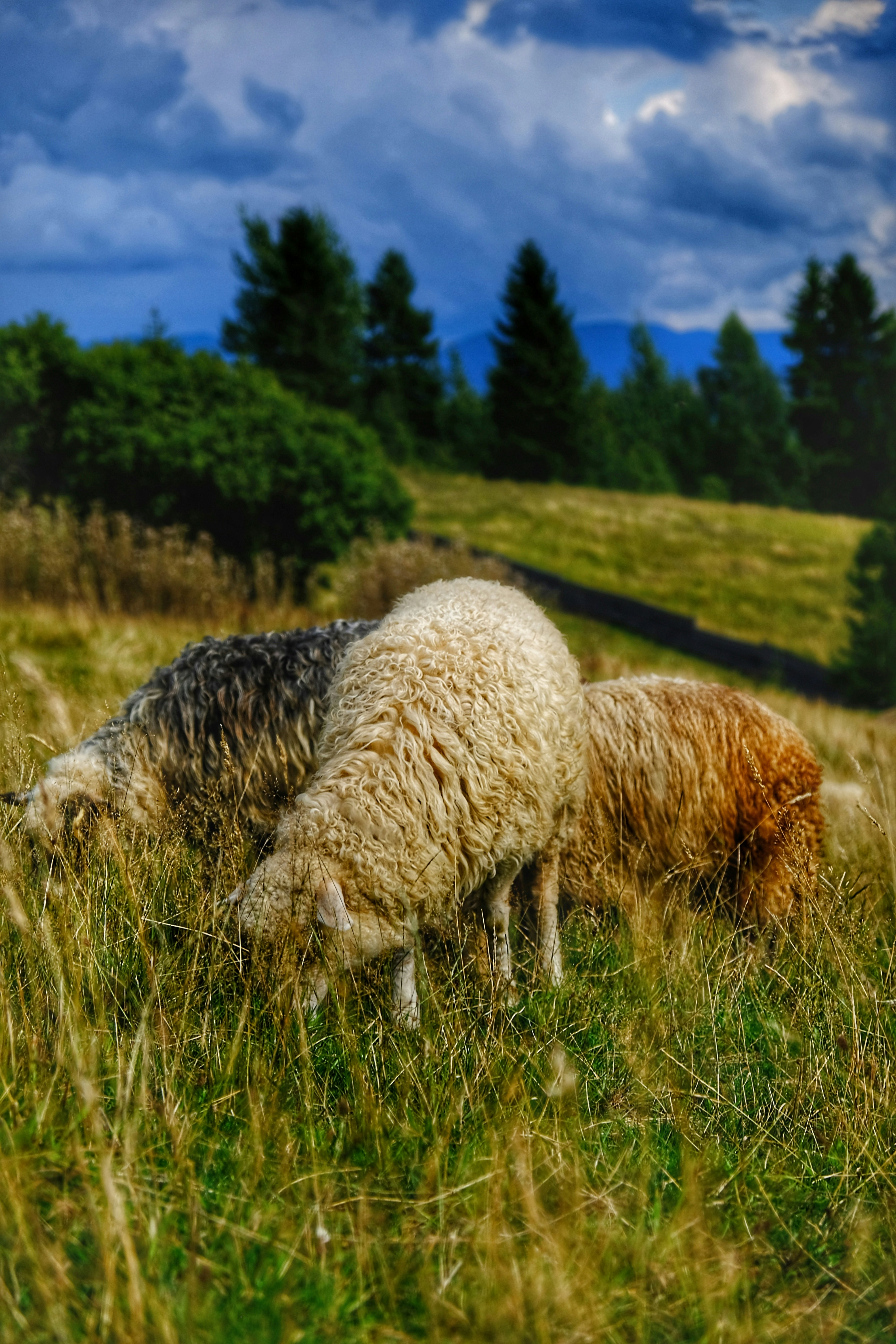white sheep on green grass field during daytime
